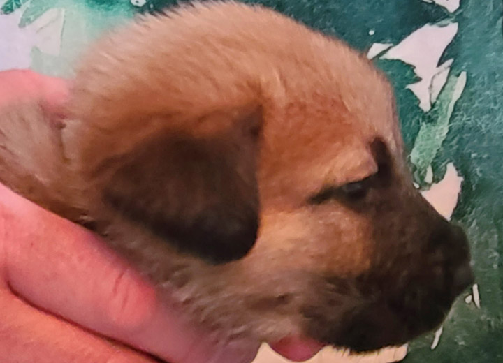 chinook puppy